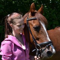 Traver Elegant Stendal.  Elefanten!