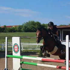 Tysk Sportspony Prop (Premiat)