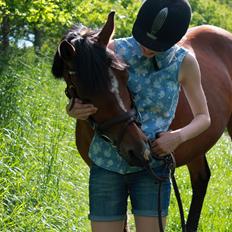 Tysk Sportspony Prop (Premiat)