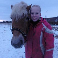 Haflinger Maggie