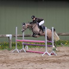 Arabisk fuldblod (OX) HM Magnifica [Maggie]