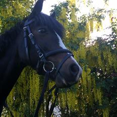 Welsh Pony (sec B) Lyngvejens Malu