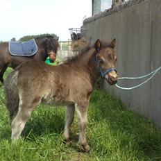 Shetlænder Samson