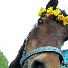 Welsh Mountain (sec A) Dikkie!<3