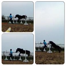 Welsh Mountain (sec A) Dikkie!<3