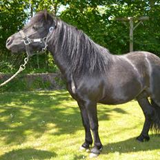 Anden særlig race Standgaardens Lucas.