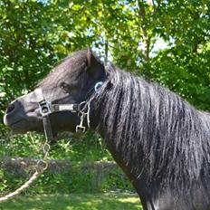 Anden særlig race Standgaardens Lucas.