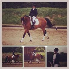 Dansk Varmblod Mew Town Himmelhest 