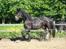 Frieser Max - 05-06-2013