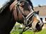 Hannoveraner Linnebjerg's Dollar Girl