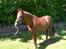 Traver Elegant Stendal.  Elefanten! - ..
Andreassen Photo.