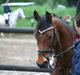 Welsh Cob (sec D) Ciska*prinsessen* [Red]