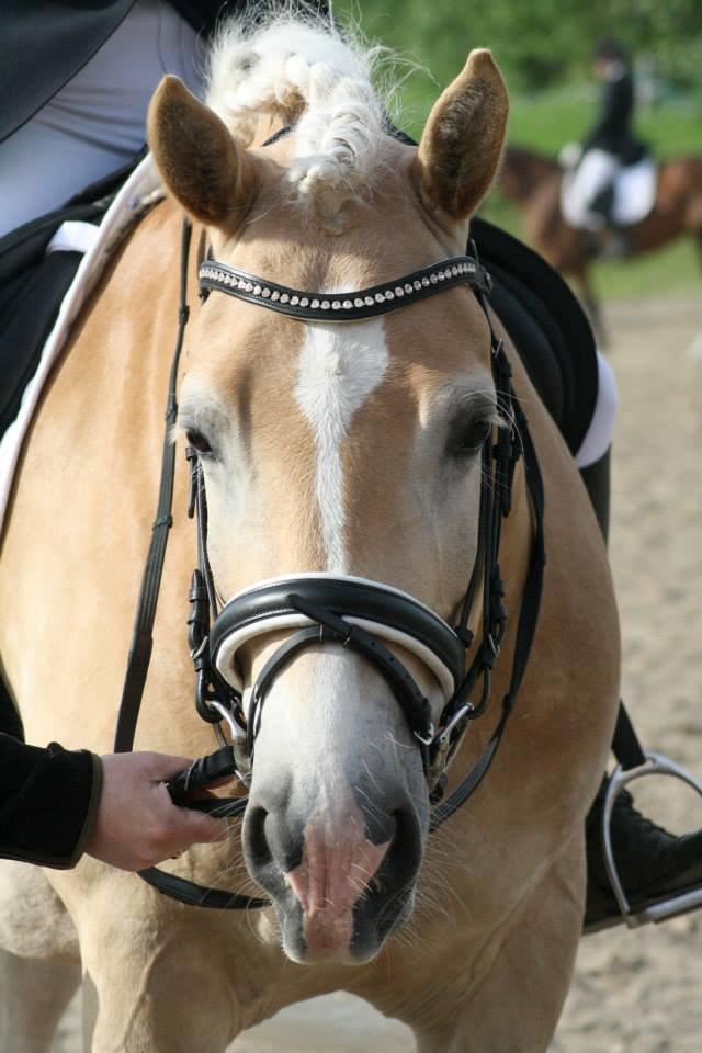 Haflinger Winchest billede 14