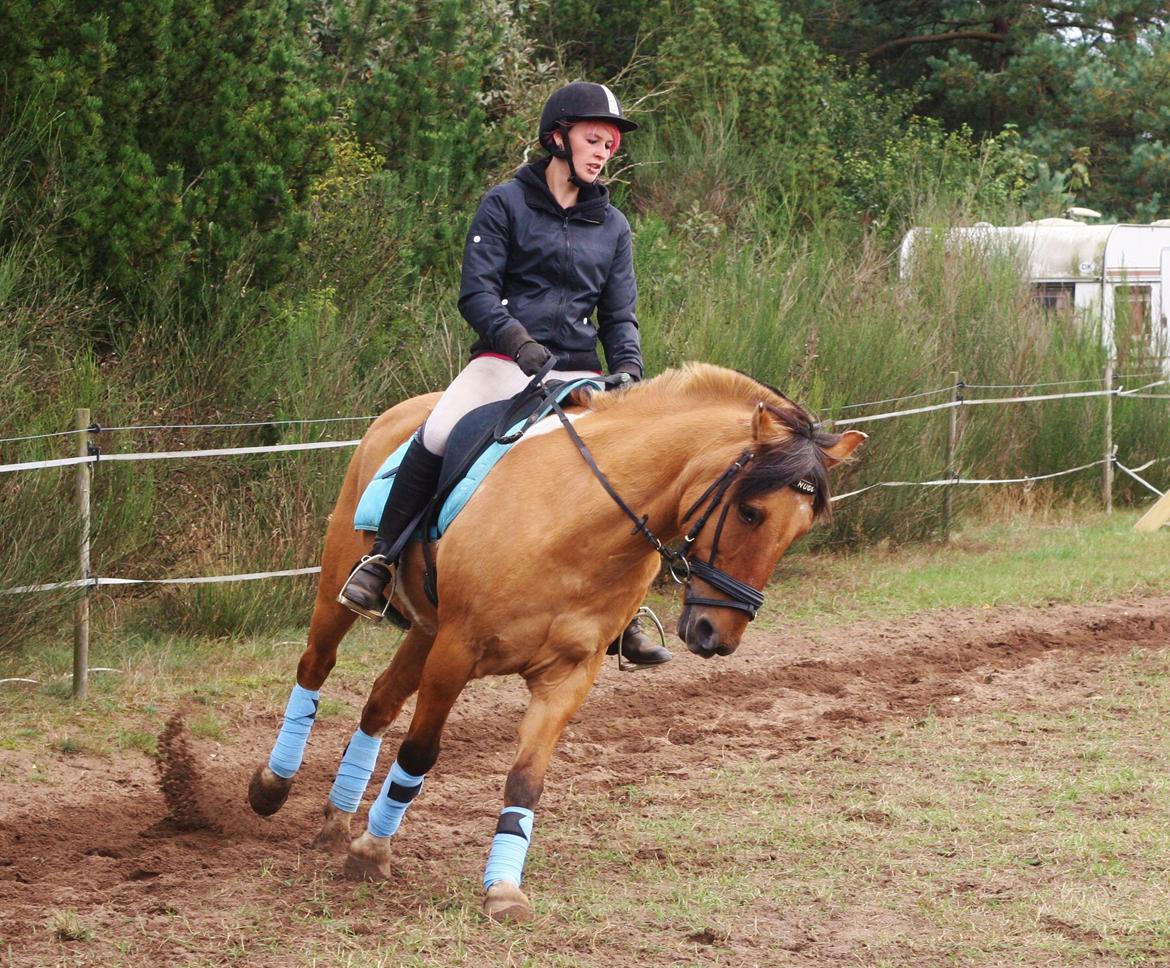 Anden særlig race Nuggi - Lidt dressur træning  billede 16