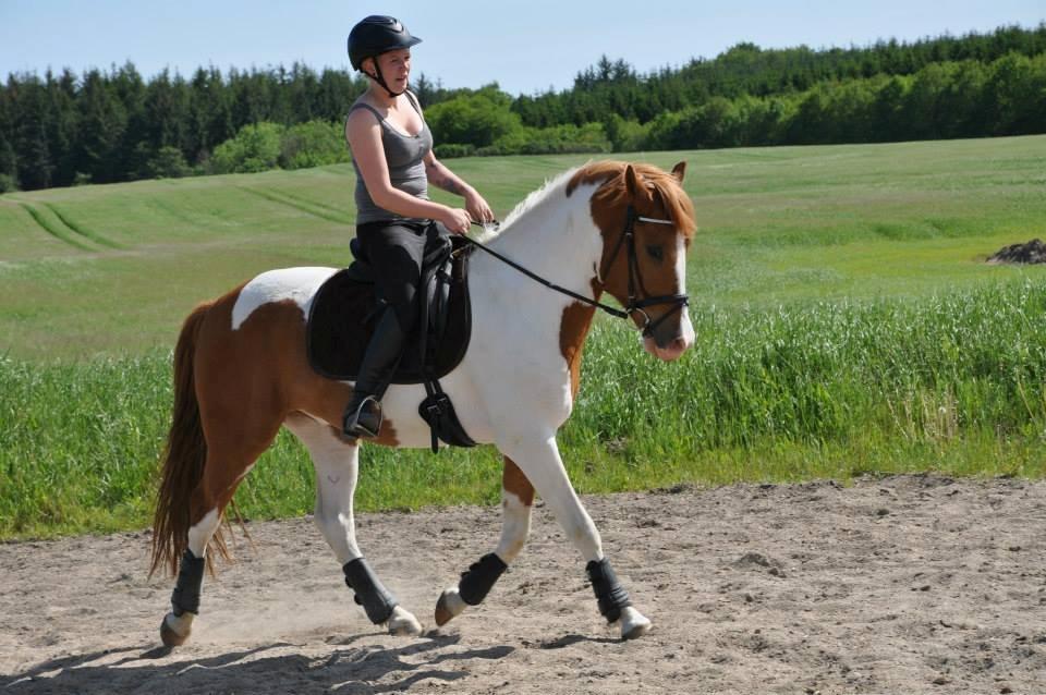 Pinto l l Hodson - en uges tid efter at jeg fik ham hjem :) billede 2