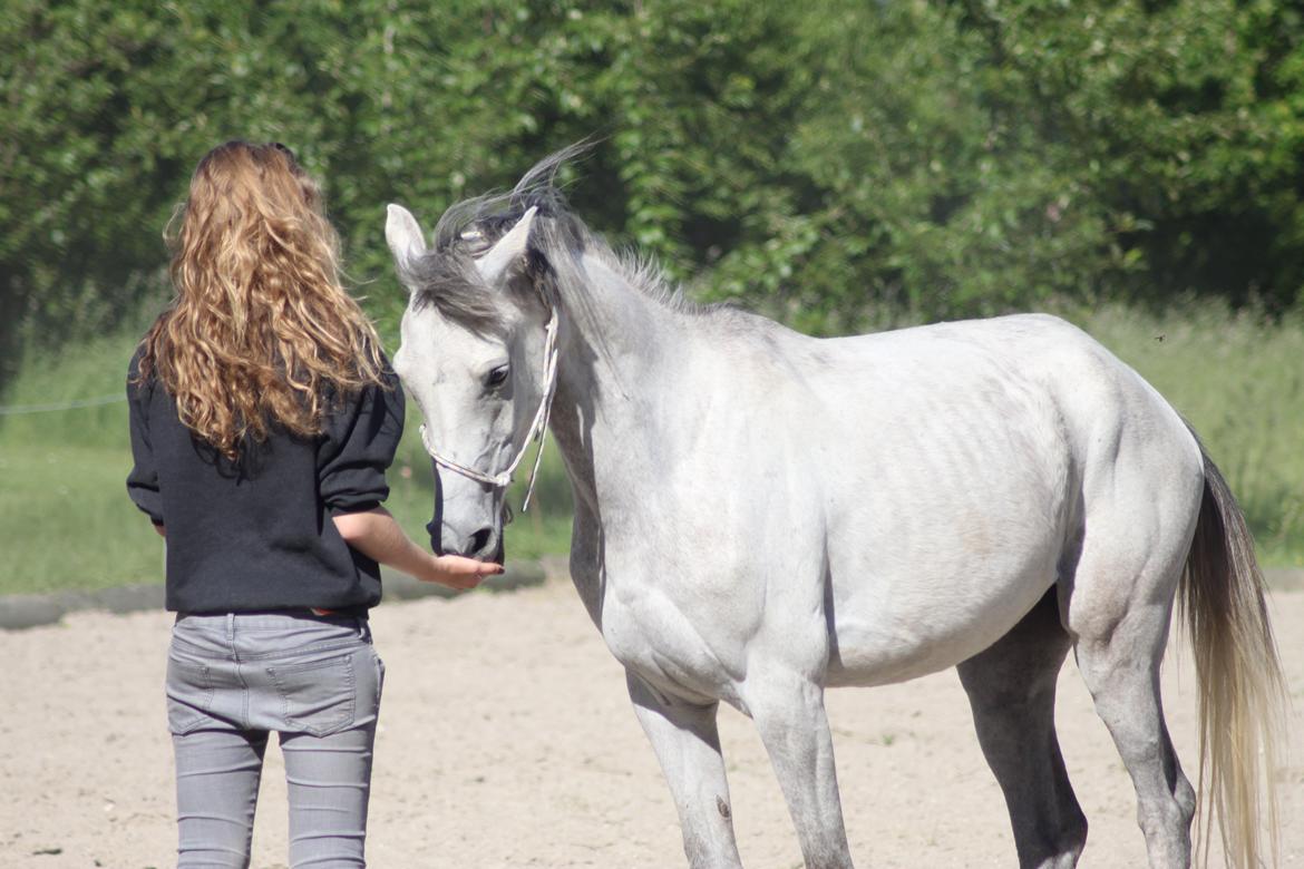 Arabisk fuldblod (OX) Diemma "AMY" R.I.P -Forever in my heart- billede 8