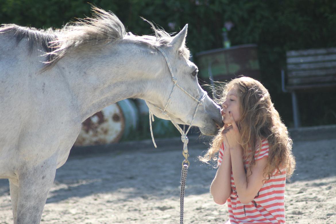 Arabisk fuldblod (OX) Diemma "AMY" R.I.P -Forever in my heart- billede 4