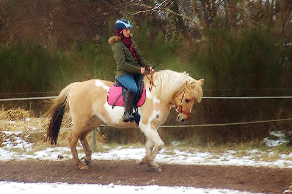 Anden særlig race Athene - dressur træning billede 19