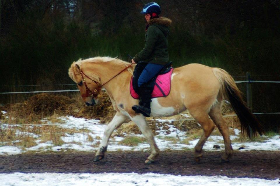 Anden særlig race Athene - dressur træning billede 20