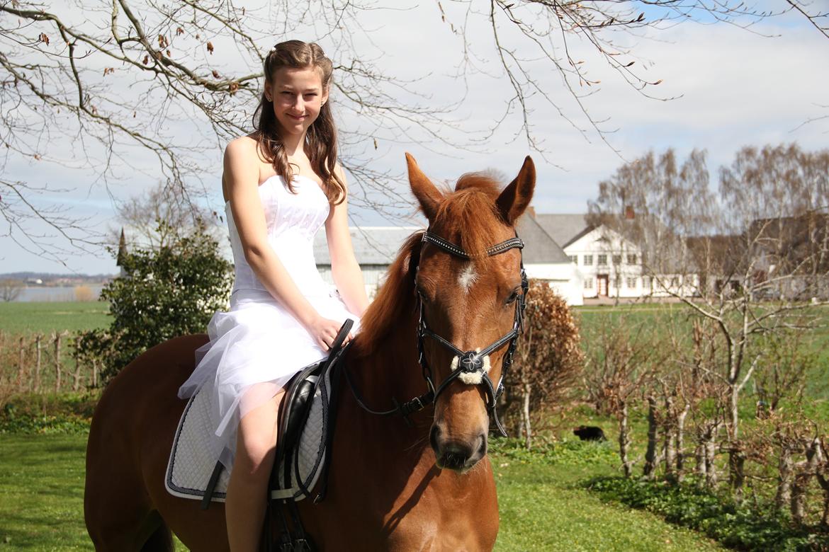 Hollandsk Sportspony Cleopatra O - Konfirmation 28/4-13 <3
Min dejlige Clips! billede 1
