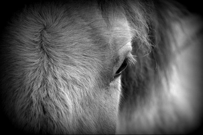 Anden særlig race Sexy Lover - When I look in your eyes, I dream myself away <3 billede 1