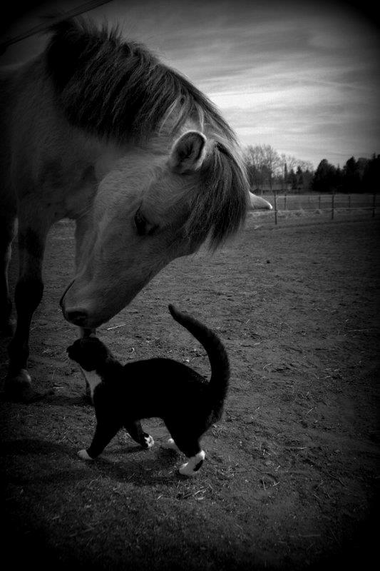 Anden særlig race Sexy Lover - Dreams come true <3 billede 18