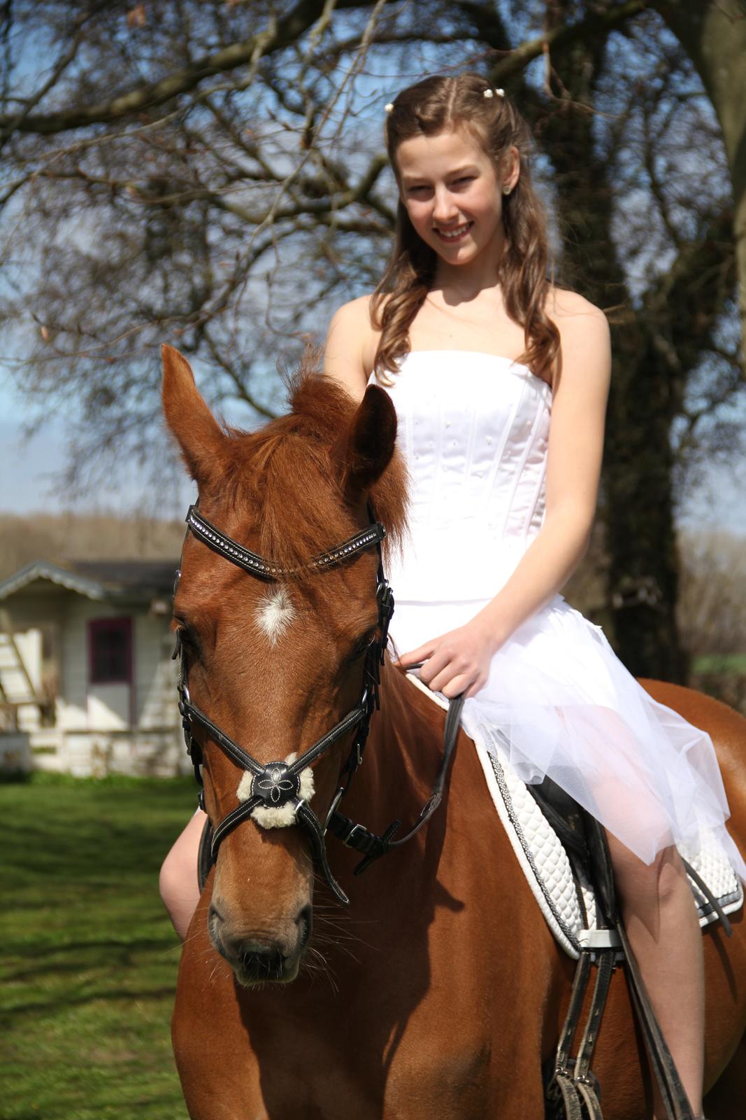 Hollandsk Sportspony Cleopatra O billede 3