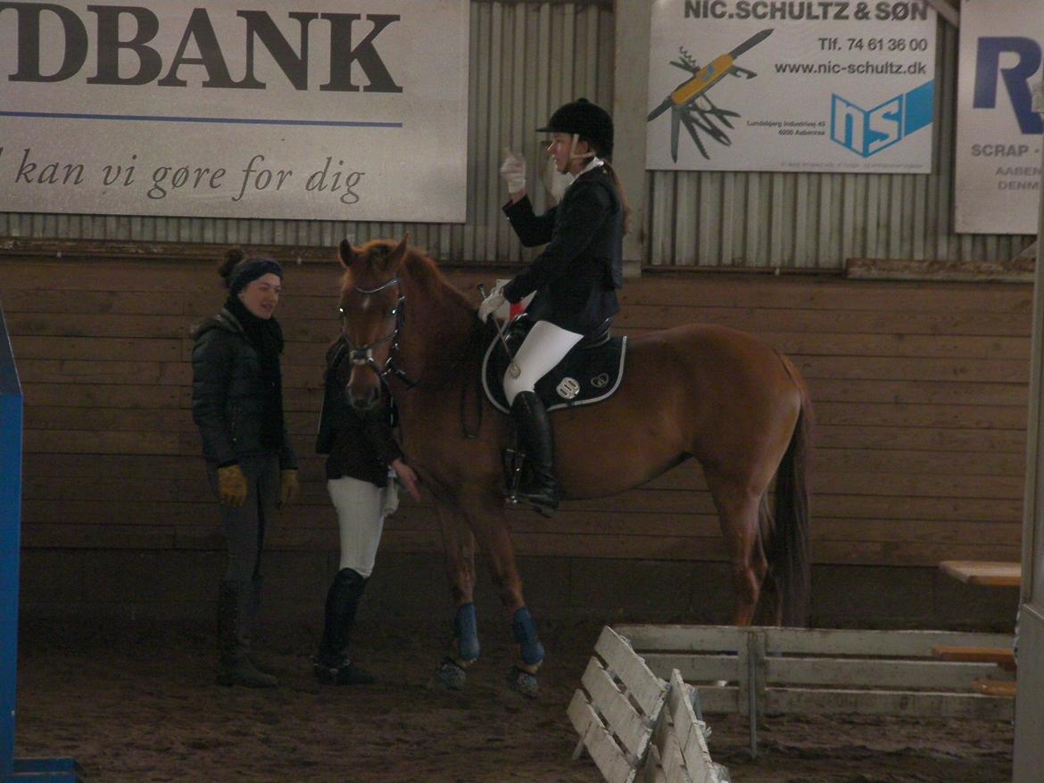 Hollandsk Sportspony Cleopatra O - Stævne i SRÅ - 
Januar - 2013 billede 9