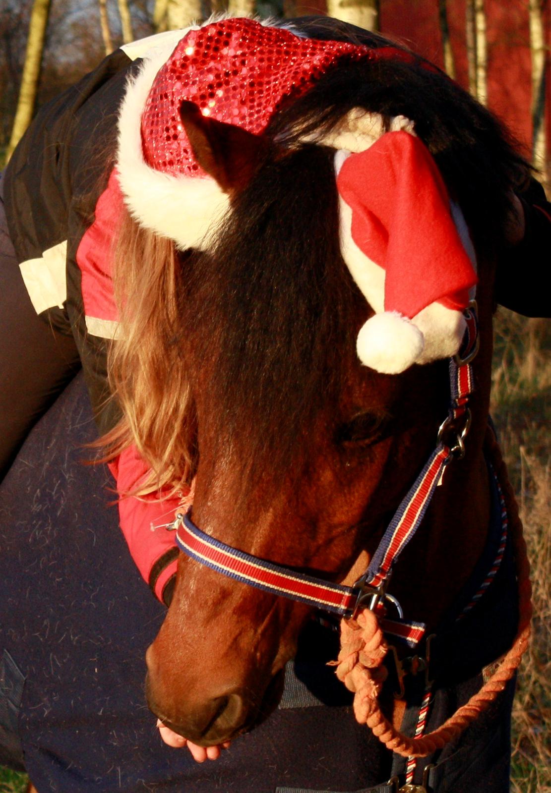 Welsh Partbred (Sec F) Amigo Citrus - Julen 2012 billede 18