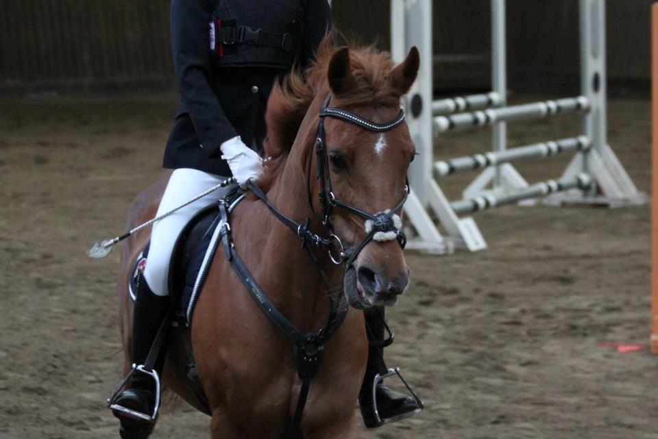 Hollandsk Sportspony Cleopatra O - C-stævne LB* Mønterhøj billede 10