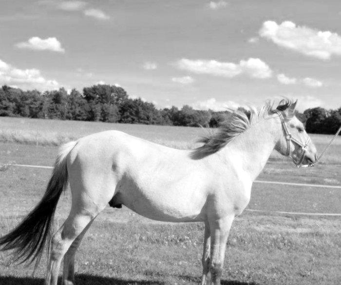Anden særlig race Sexy Lover - Et mirakel ! billede 19