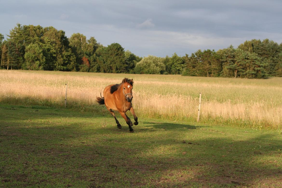 Anden særlig race Bella-Luna - Luna i fuld galop ! billede 17