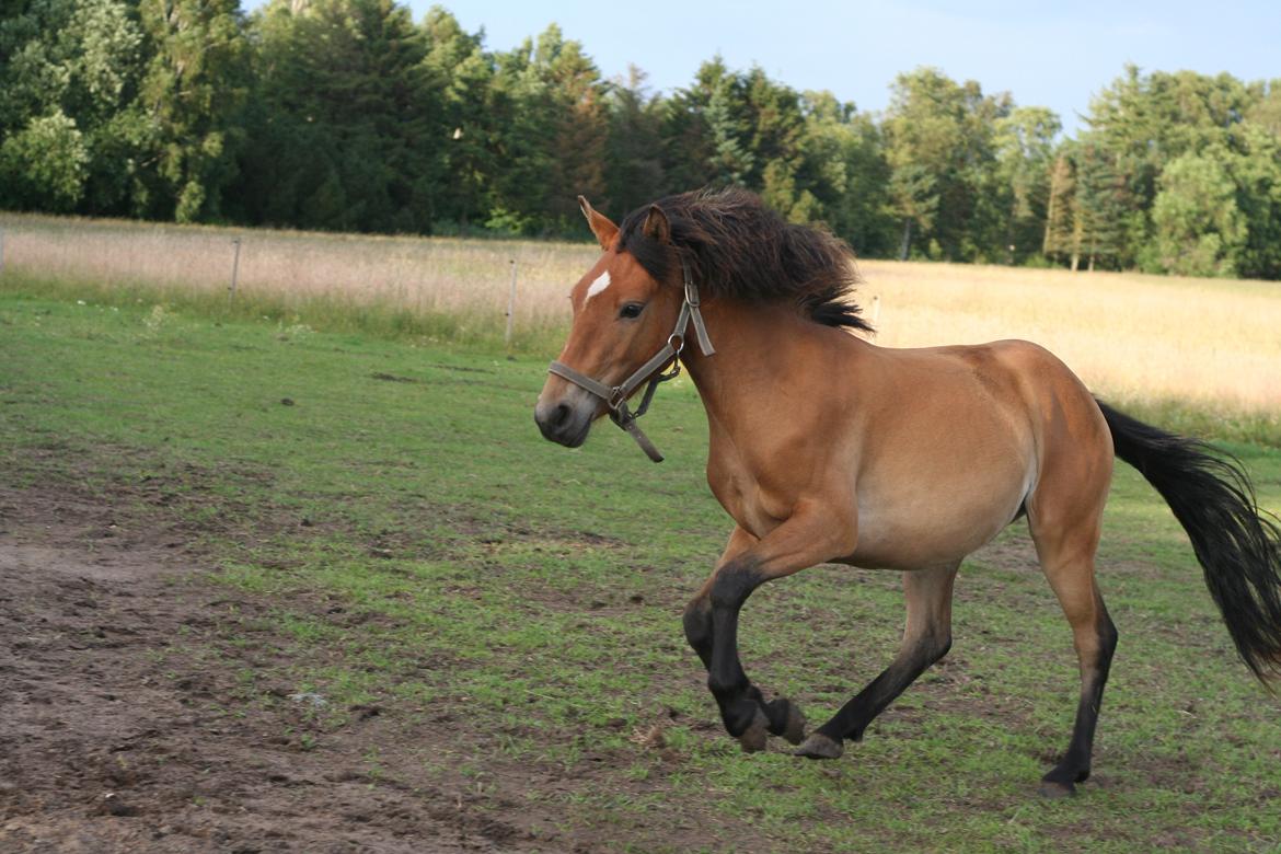Anden særlig race Bella-Luna - Galop ! billede 18