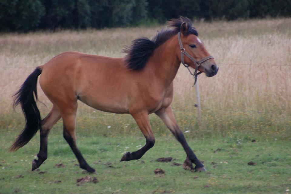 Anden særlig race Bella-Luna - Hendes fine trav billede 19