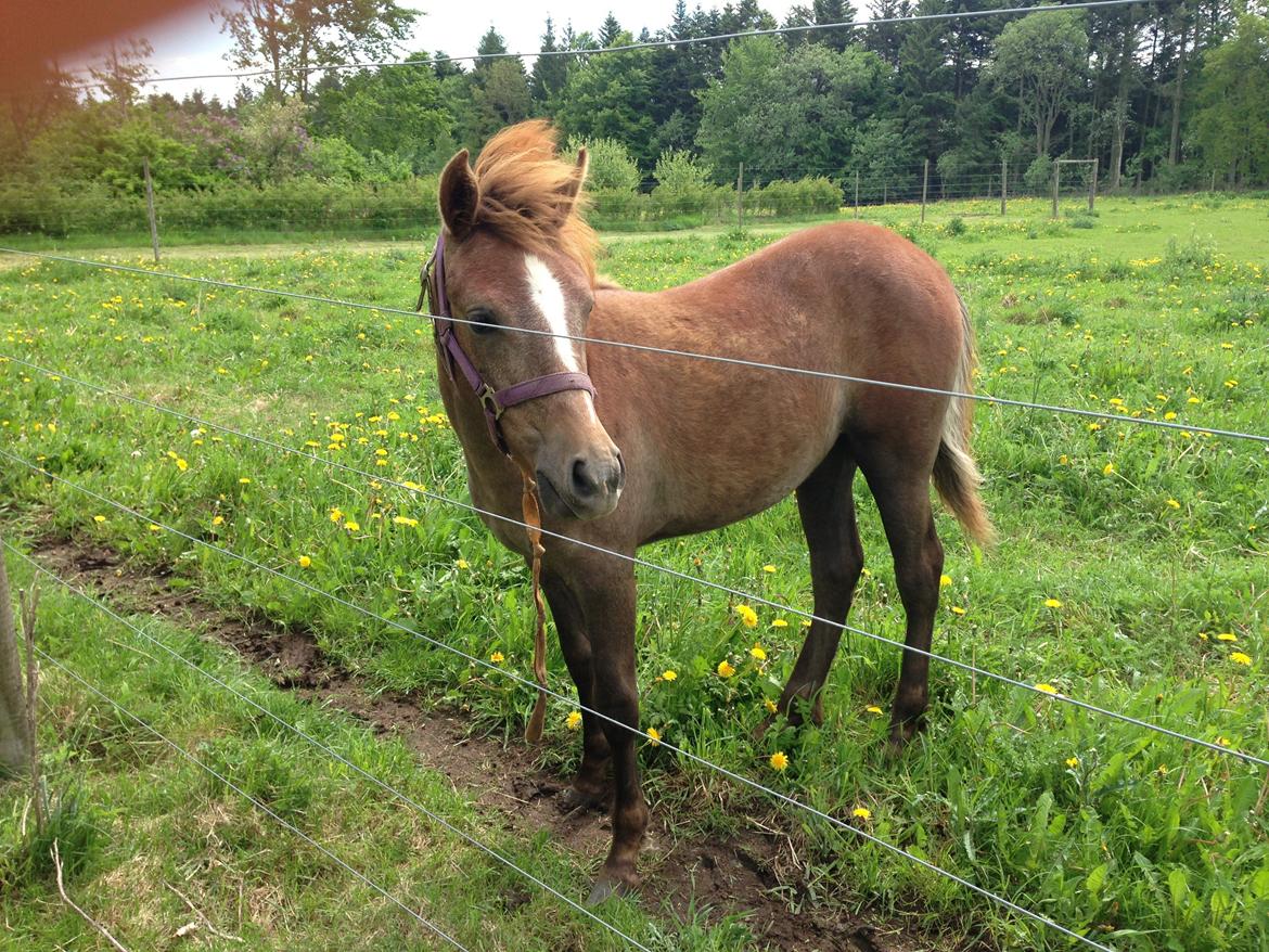 Anden særlig race Garcia Fox pox solgt billede 12