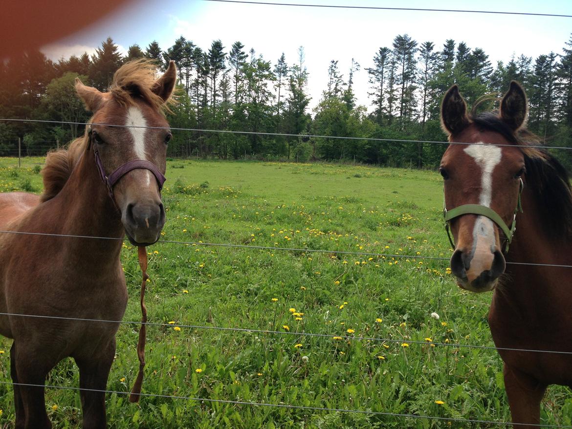 Anden særlig race Garcia Fox pox solgt billede 15