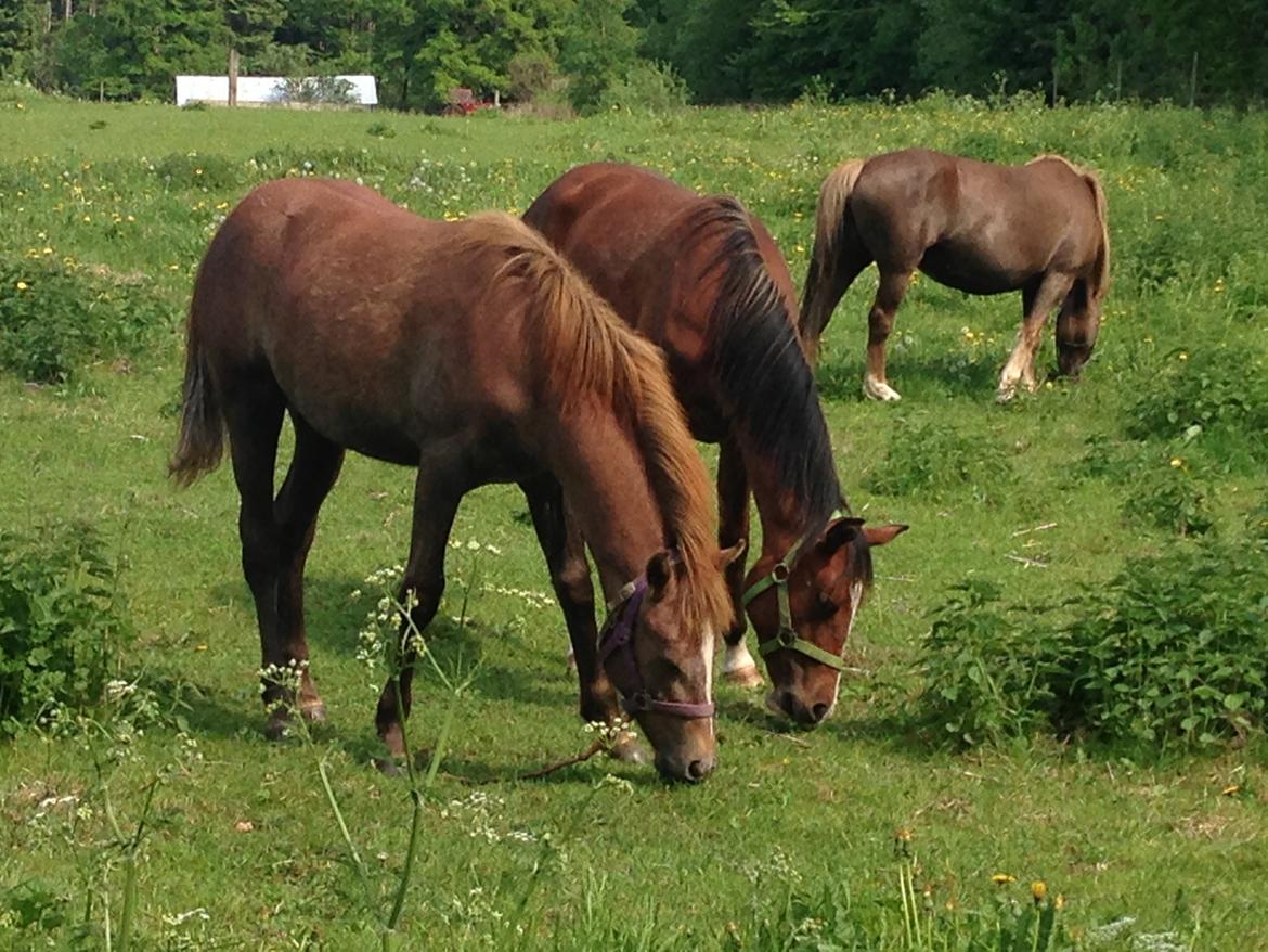 Anden særlig race Garcia Fox pox solgt billede 16