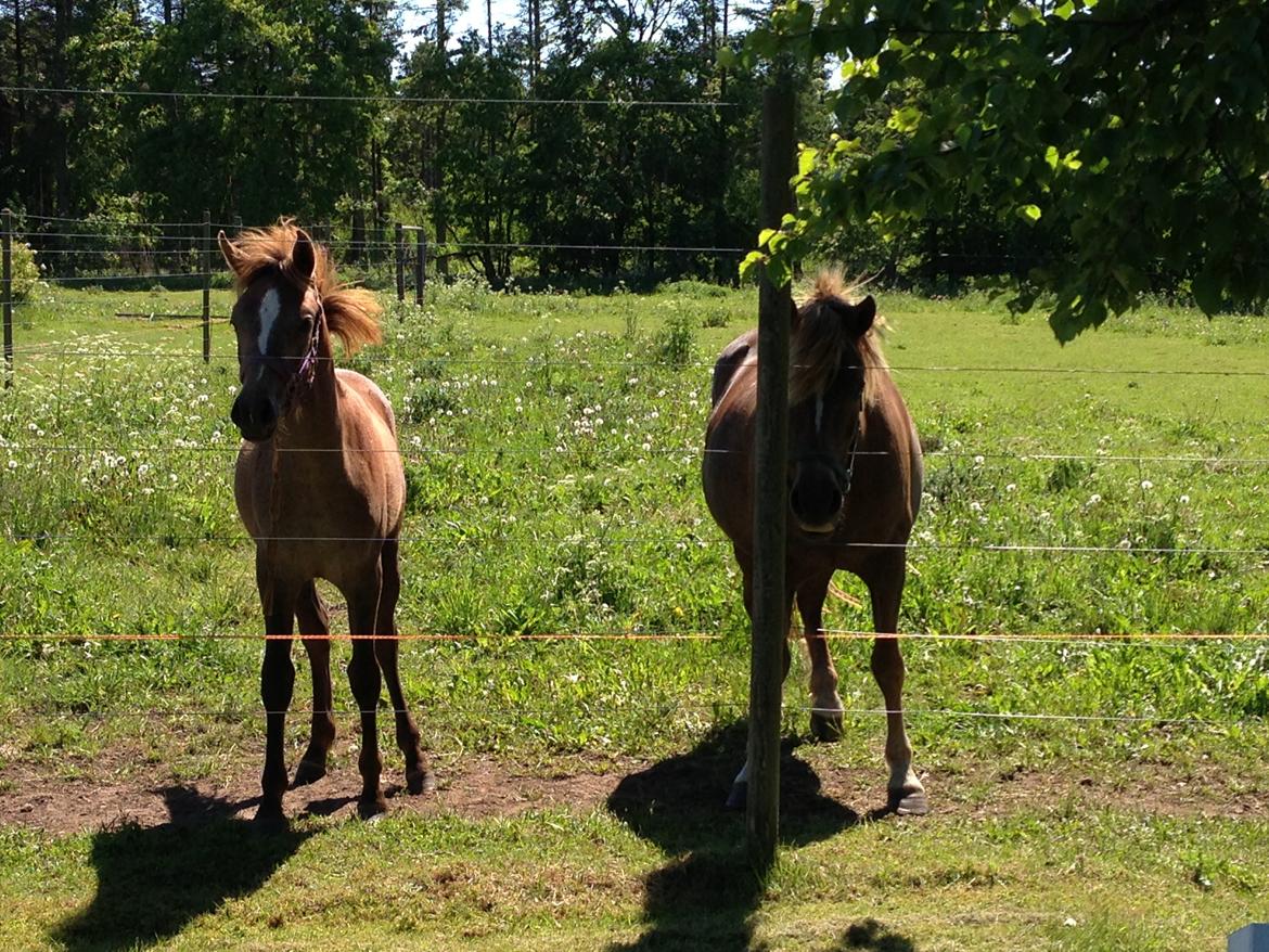 Anden særlig race Garcia Fox pox solgt billede 19