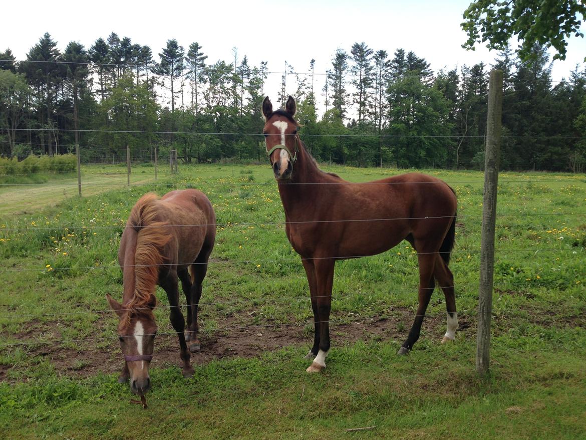 Arabisk fuldblod (OX) Carola Zaxzina Pox - Ca 15 mdr. billede 12