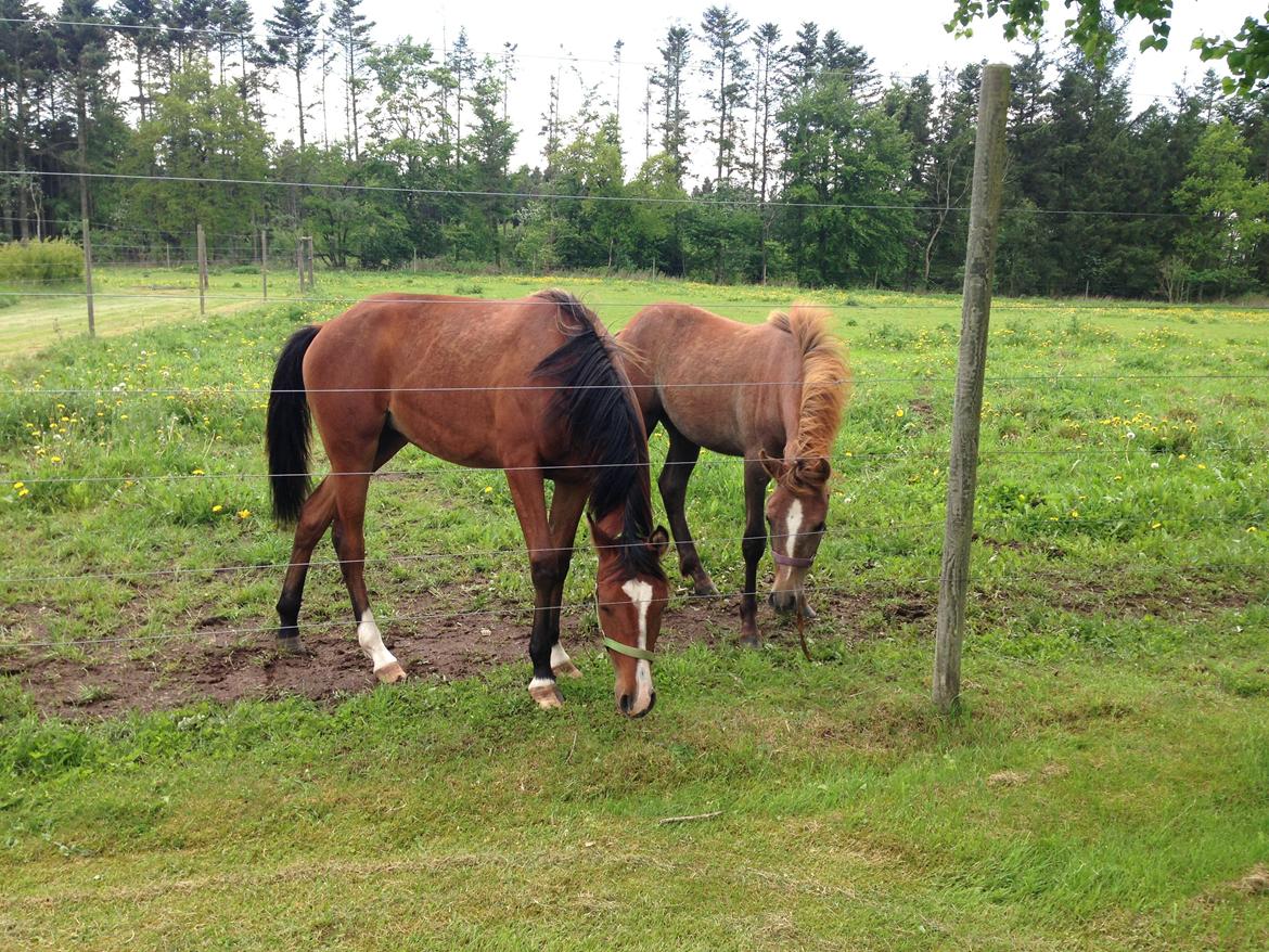 Arabisk fuldblod (OX) Carola Zaxzina Pox billede 13