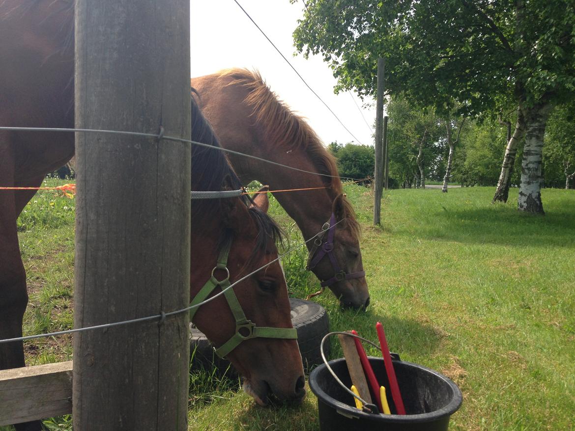 Arabisk fuldblod (OX) Carola Zaxzina Pox billede 14