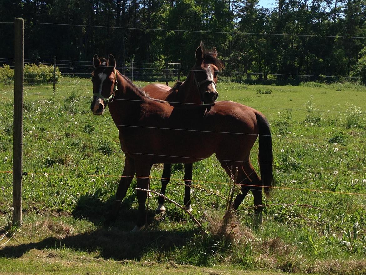 Arabisk fuldblod (OX) Carola Zaxzina Pox - Man kan godt have en træt mor ;) billede 15