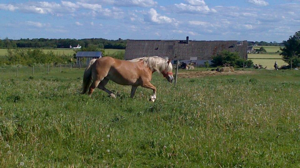 Haflinger Lolle billede 6