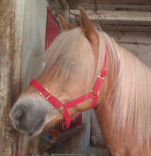 Haflinger Lolle billede 5