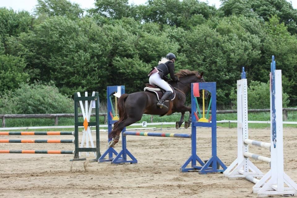 DSP Nicky<3 - Jokerspring, hvor det også blev til en 2. plads, men desvlrre uden placering da der kun var 4 starter.
d. 1/6-2013
Foto: Renee billede 19