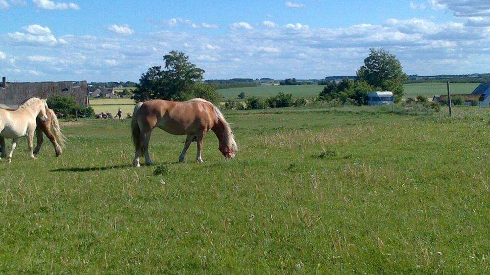 Haflinger Lolle billede 7