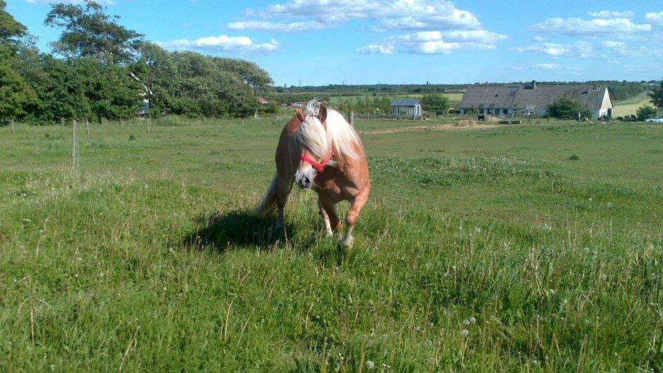 Haflinger Lolle billede 8