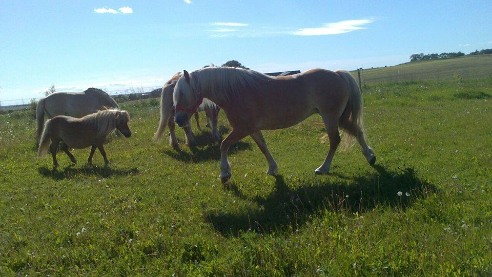 Haflinger Lolle billede 9