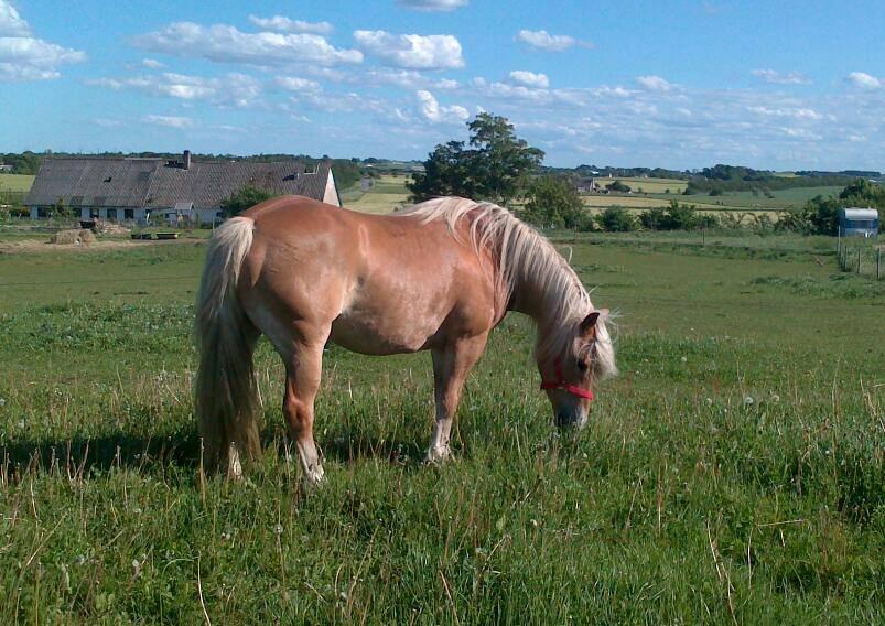 Haflinger Lolle billede 10
