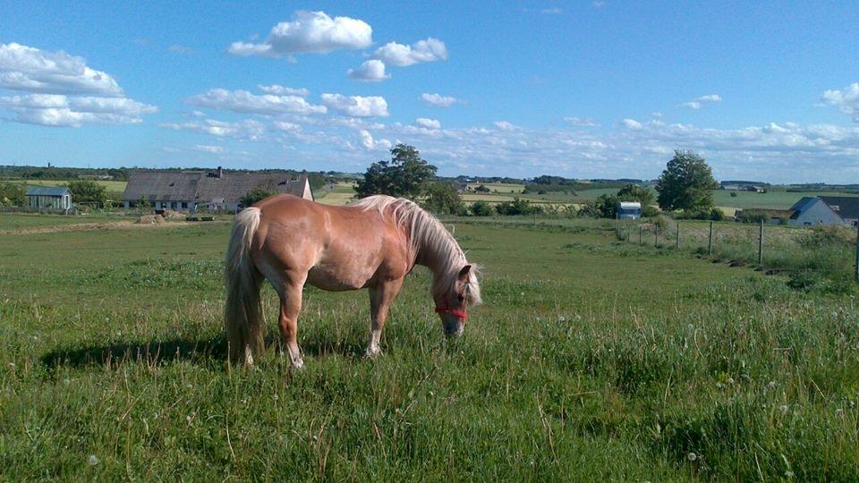 Haflinger Lolle billede 11